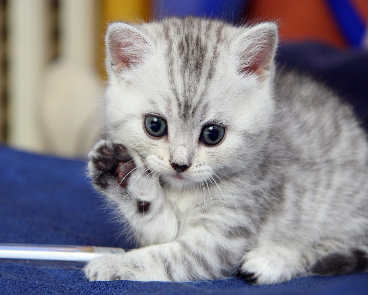 cute-kitten-saying-hello